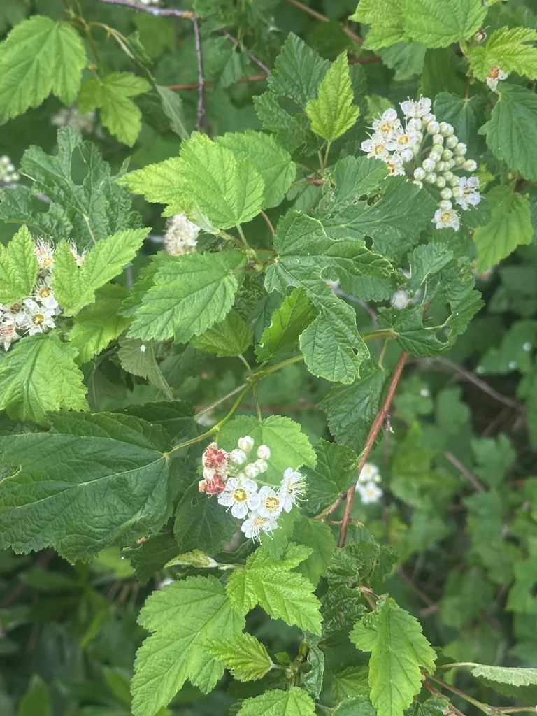 Physocarpus Capitatus