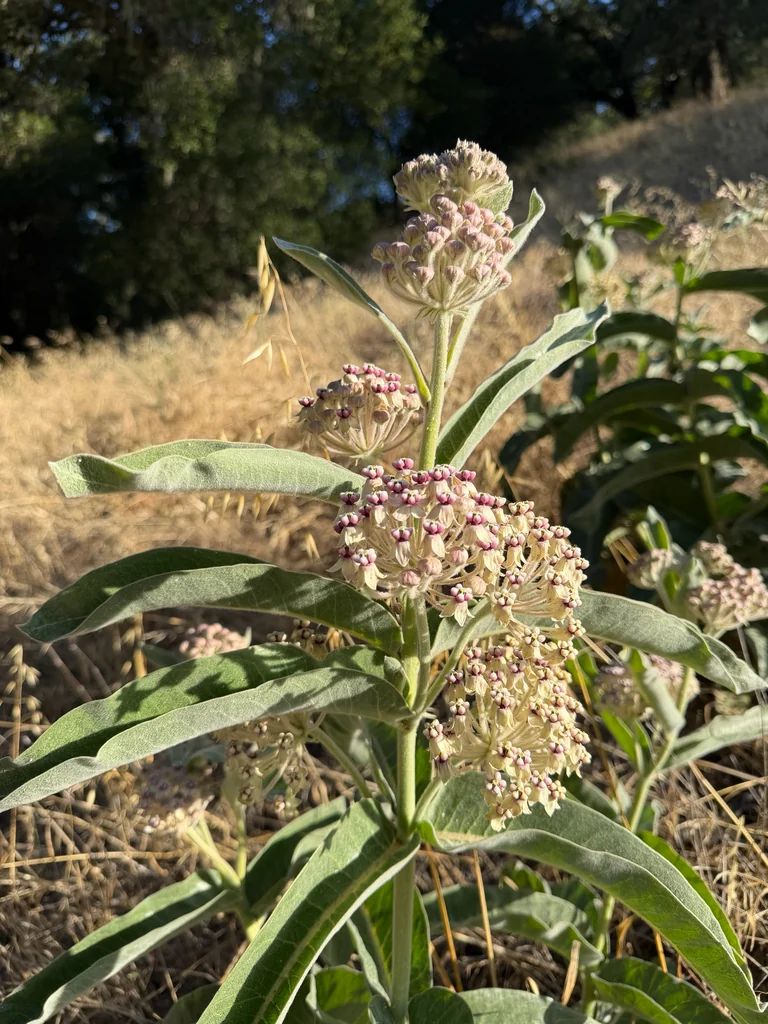 Asclepias Eriocarpa