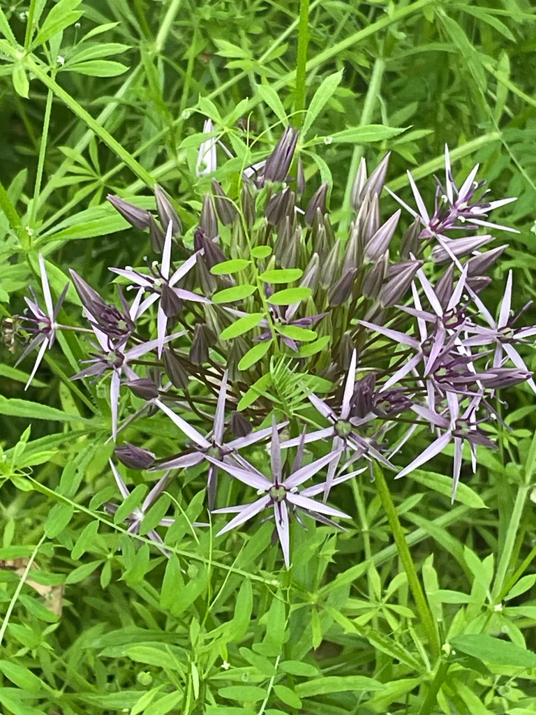Allium Cristophii