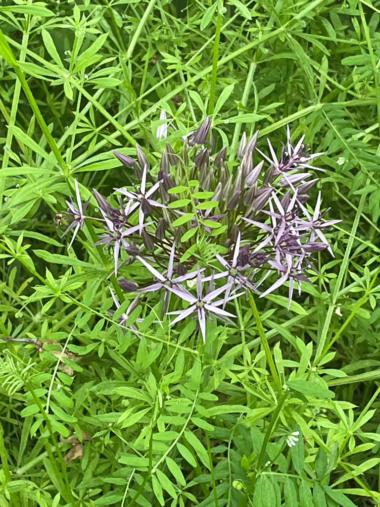 Allium Cristophii