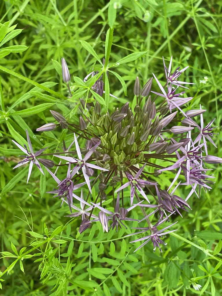 Allium Cristophii