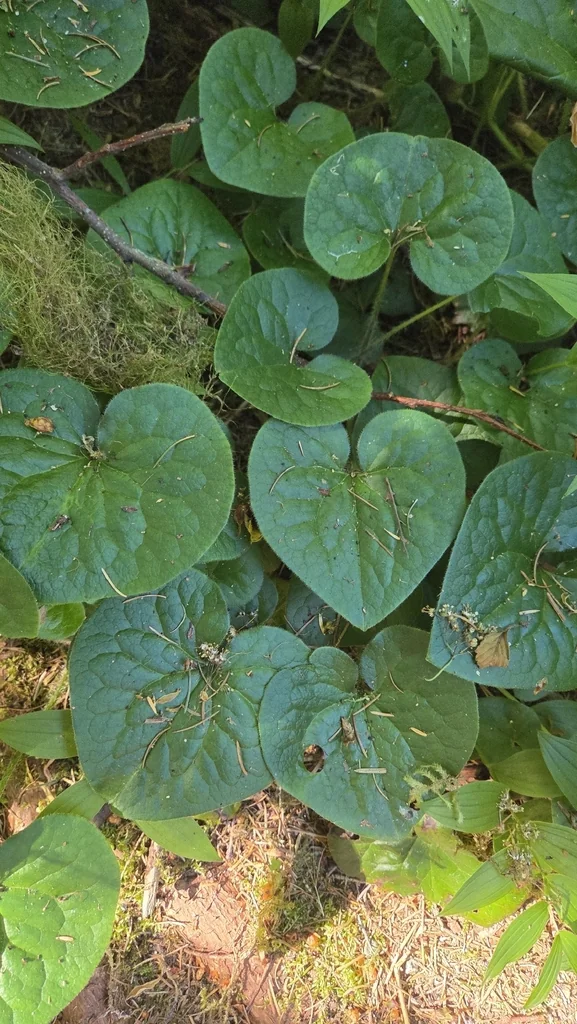 Asarum Caudatum