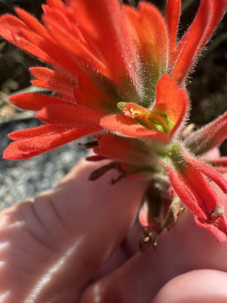 Castilleja Affinis
