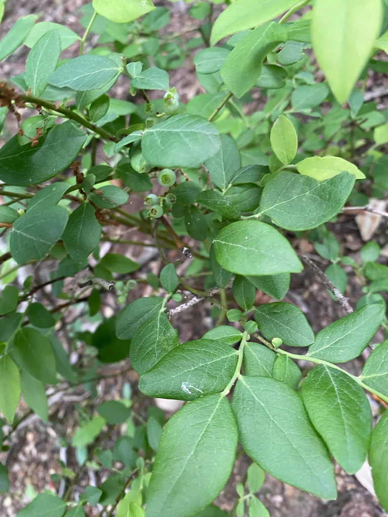 Vaccinium Pallidum