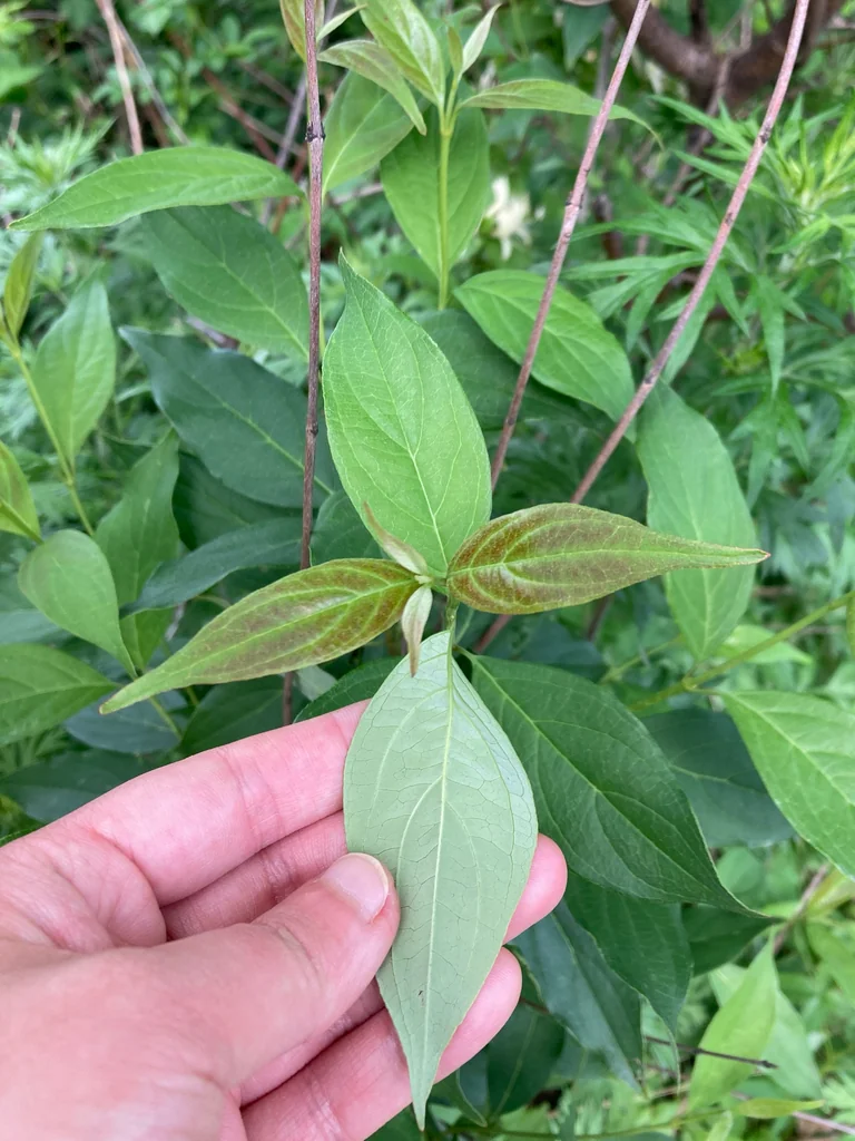 Cornus Racemosa