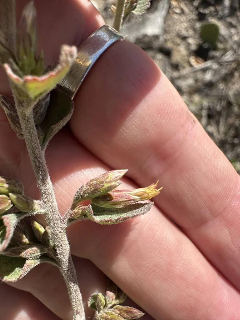 Brickellia Californica