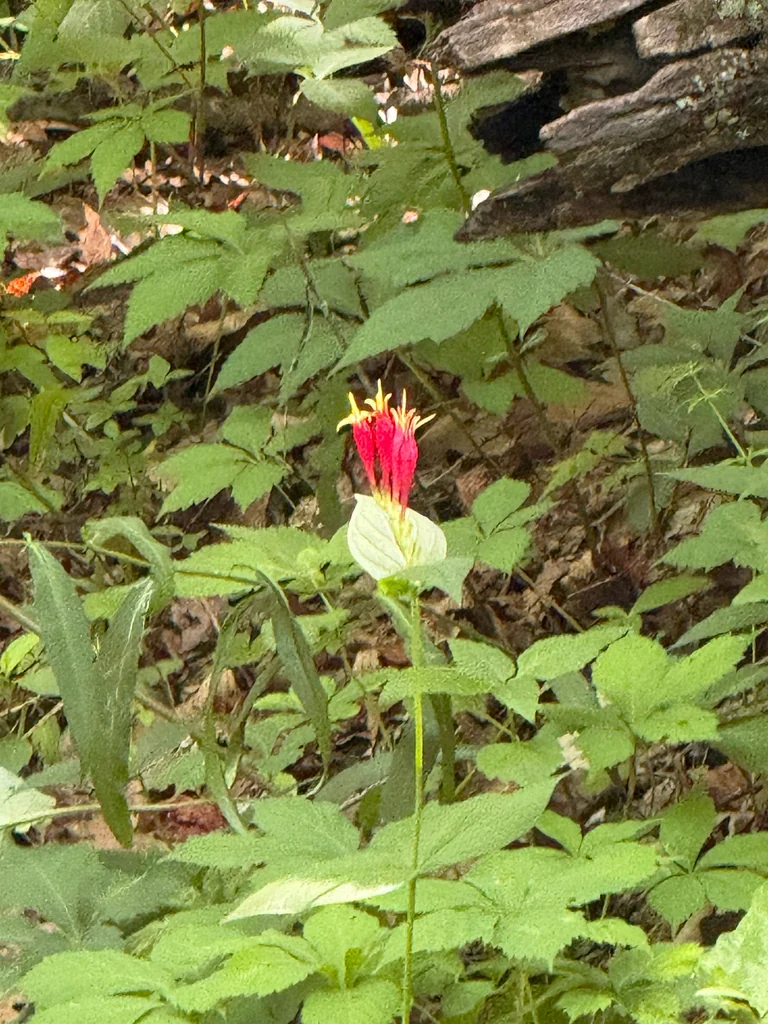 Spigelia marilandica