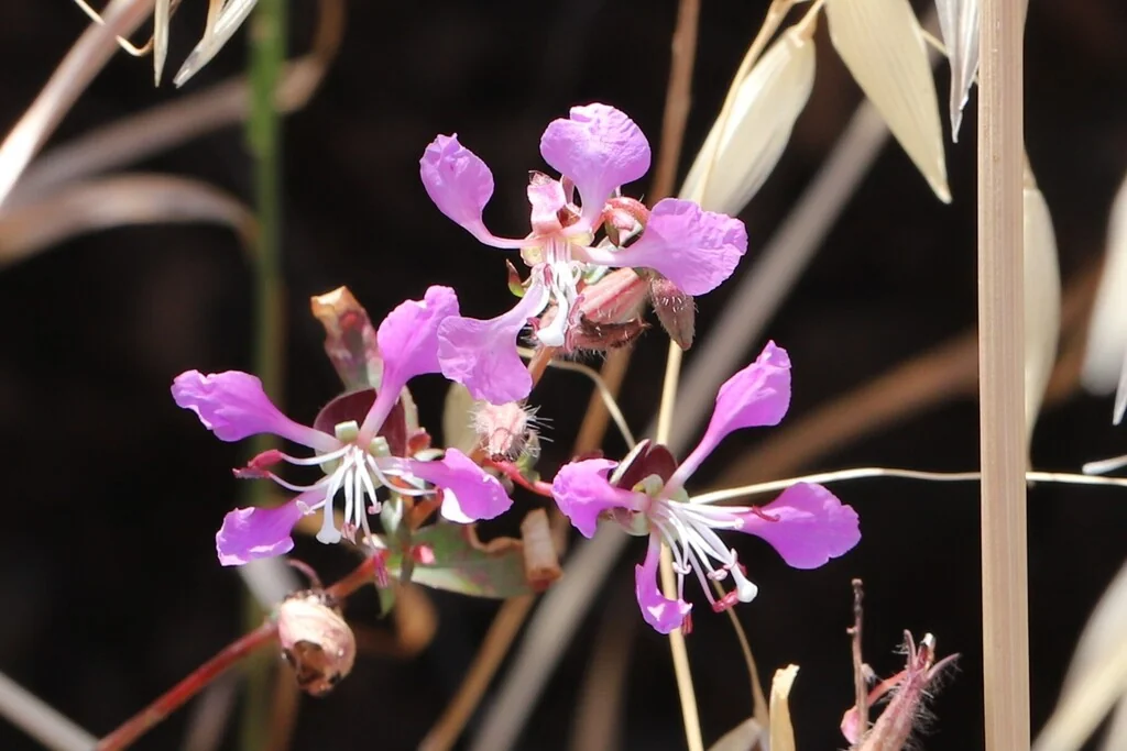 Clarkia Unguiculata