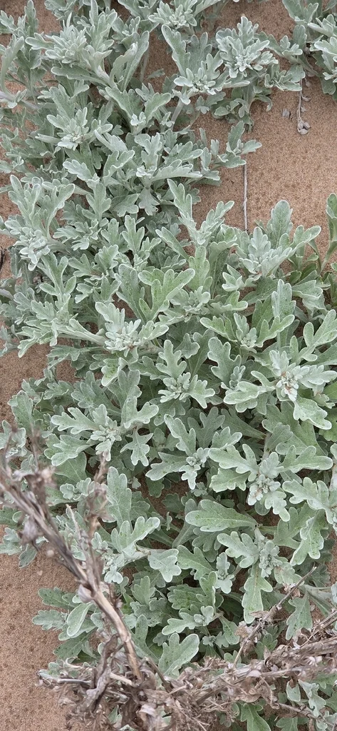 Artemisia stelleriana