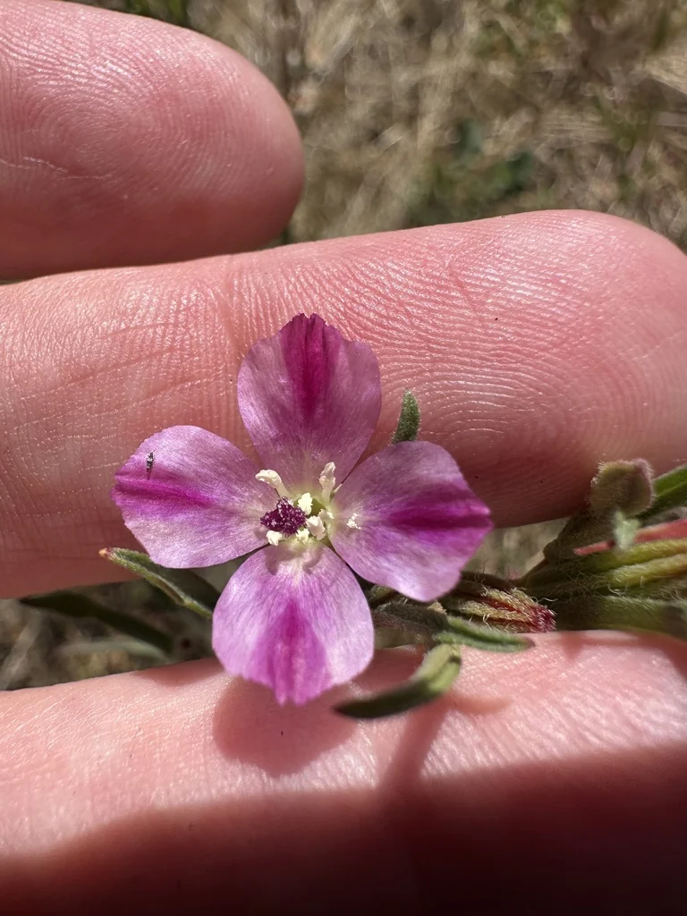 Clarkia Purpurea