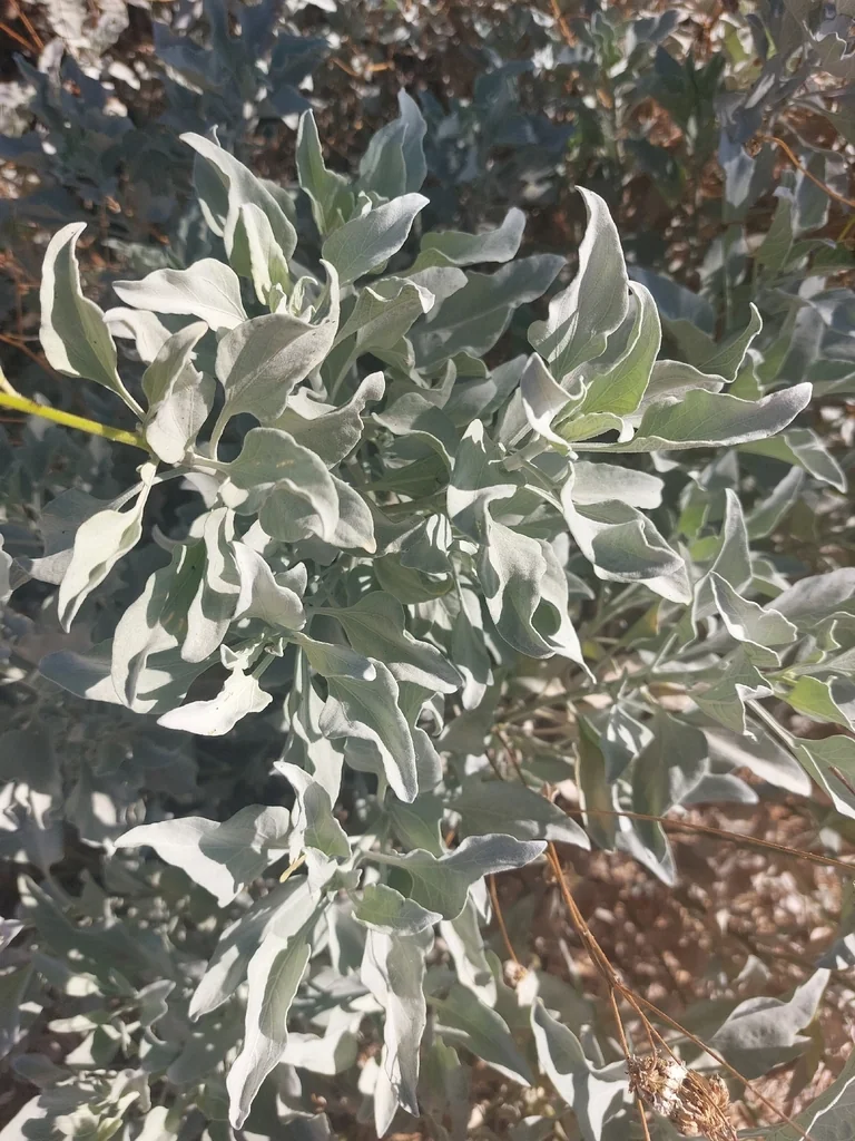 Encelia Farinosa
