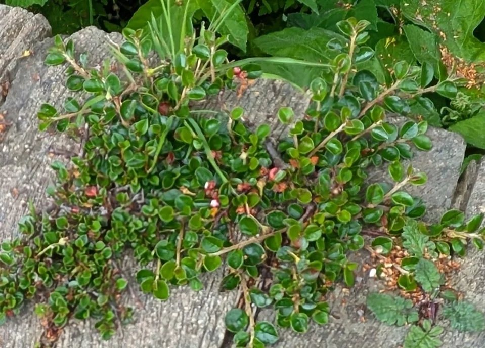 Cotoneaster Horizontalis