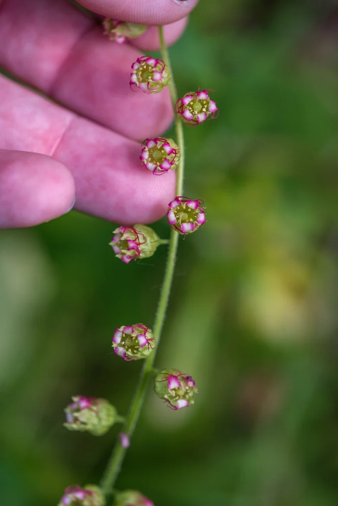Tellima Grandiflora