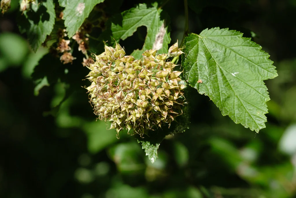 Physocarpus Capitatus