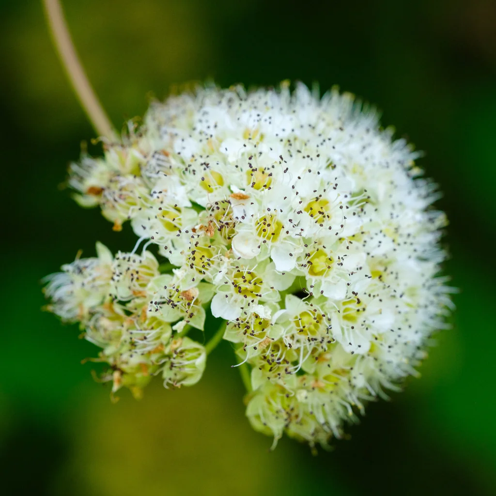 Physocarpus Capitatus