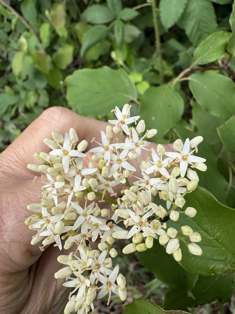 Cornus Amomum