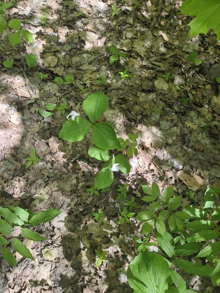 Trillium Grandiflorum