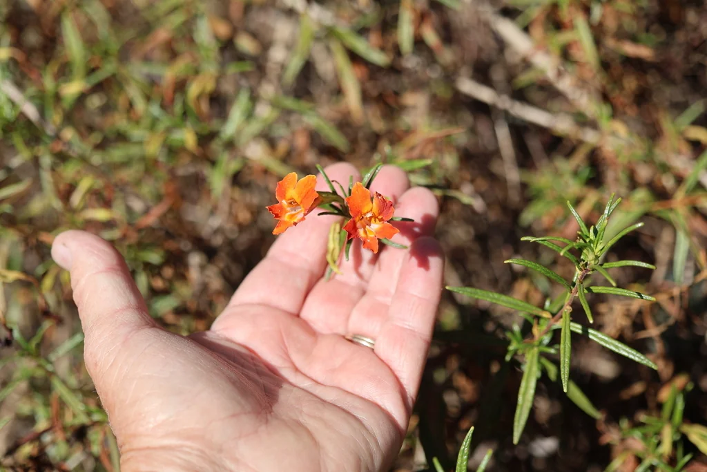 Mimulus Puniceus