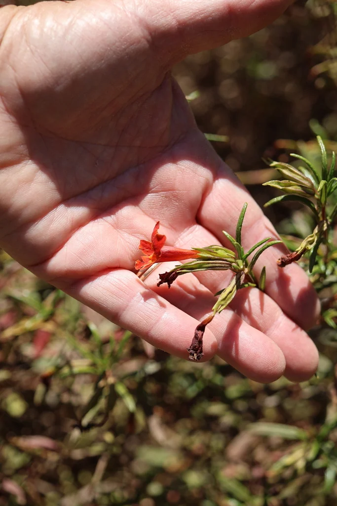 Mimulus Puniceus