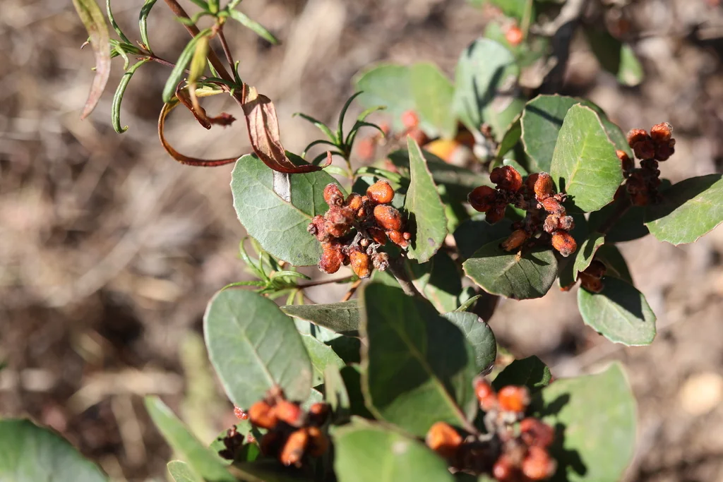 Rhus Integrifolia