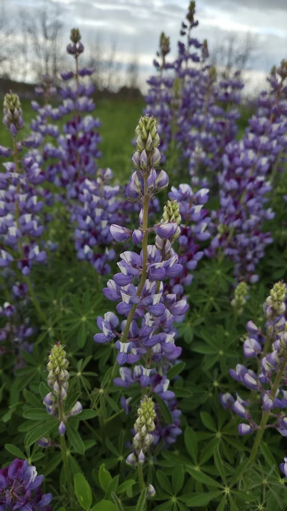 Lupinus Perennis