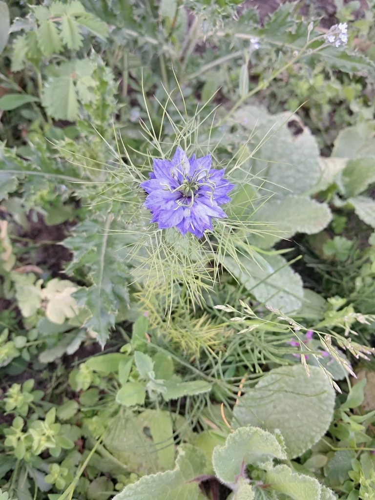 Nigella Damascena