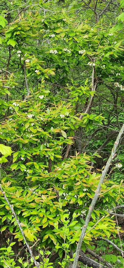 Vaccinium Corymbosum