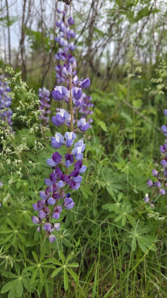 Lupinus Perennis