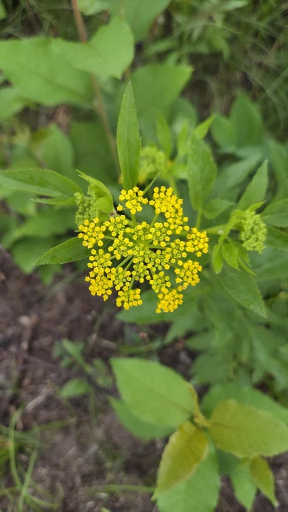 Zizia Aurea