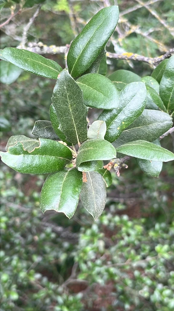Quercus Fusiformis