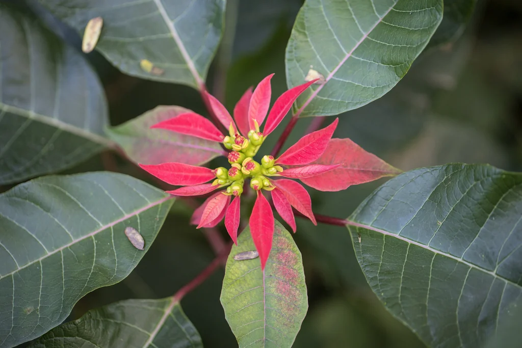 Euphorbia Pulcherrima