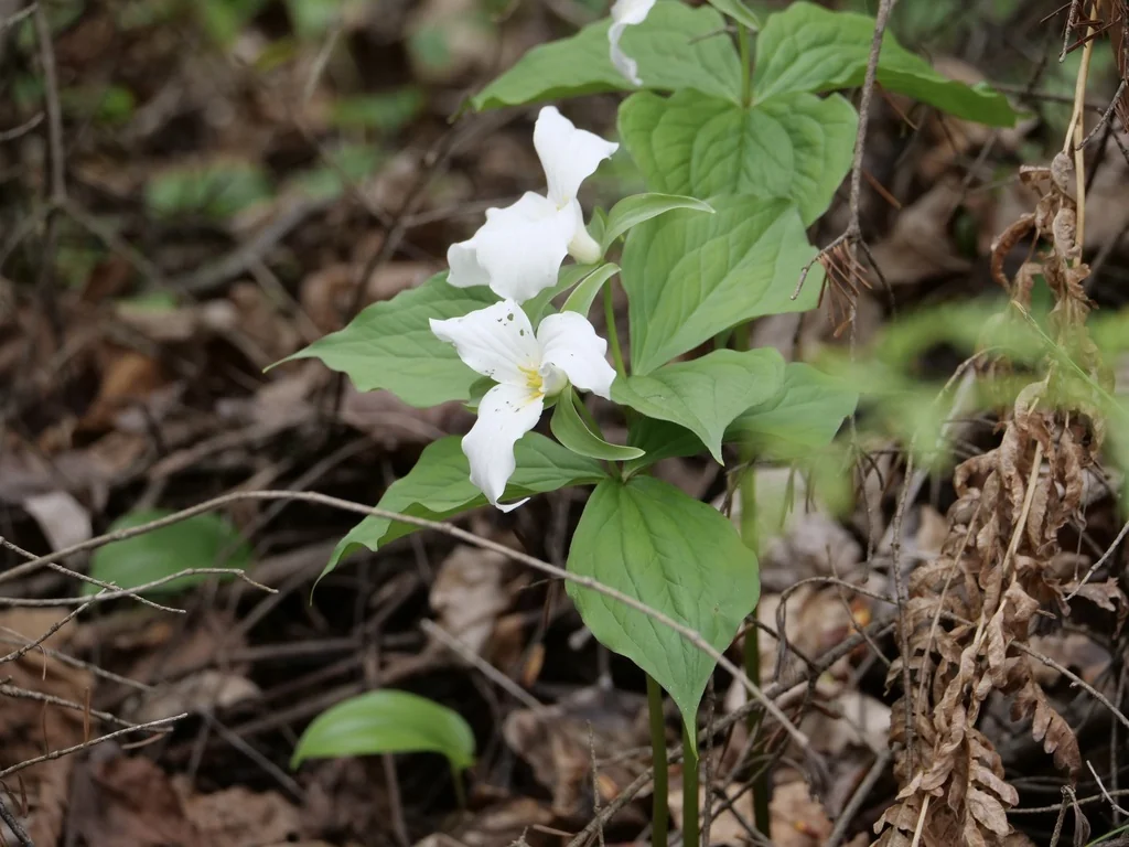 Trillium Grandiflorum