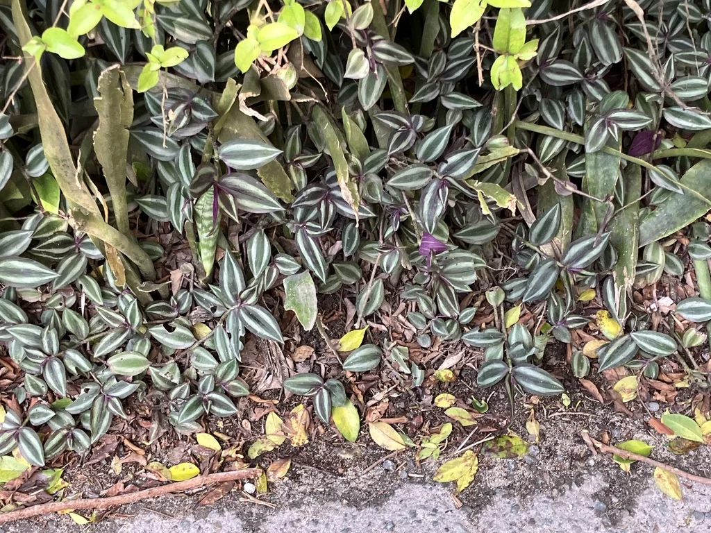 Tradescantia Zebrina