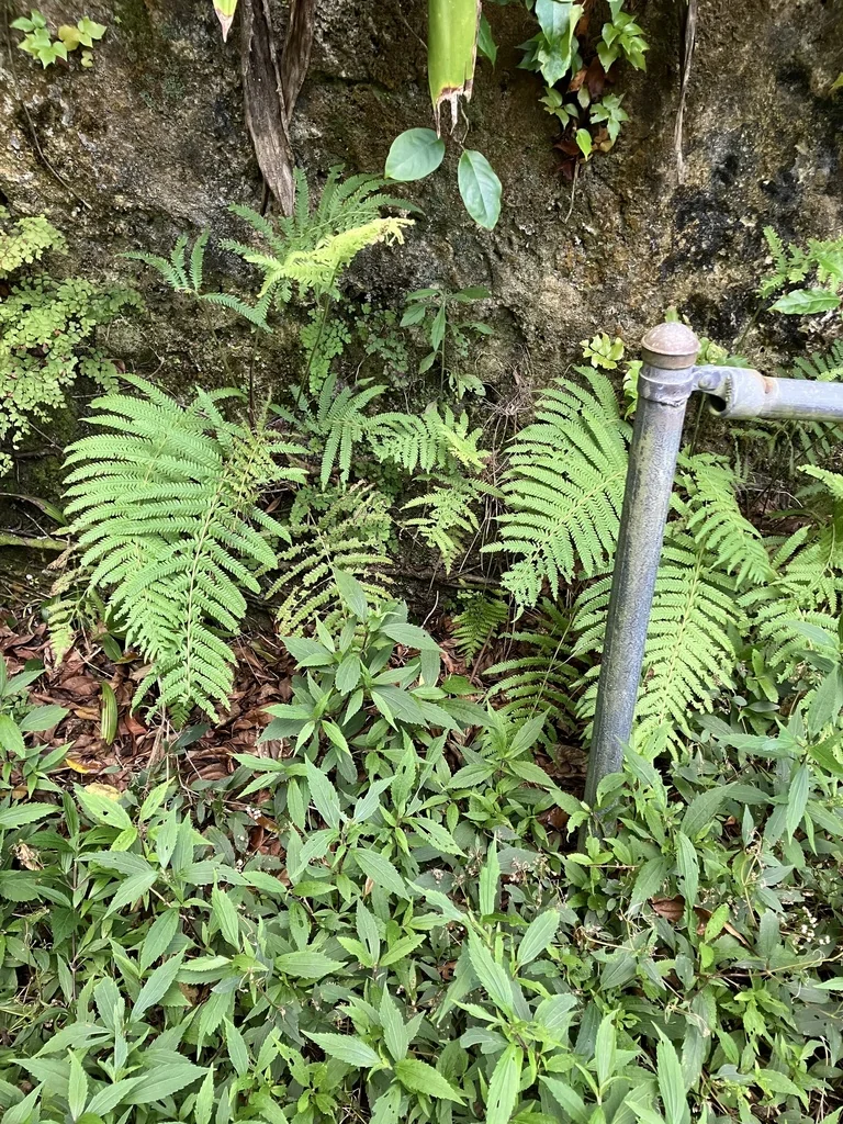 Thelypteris Normalis