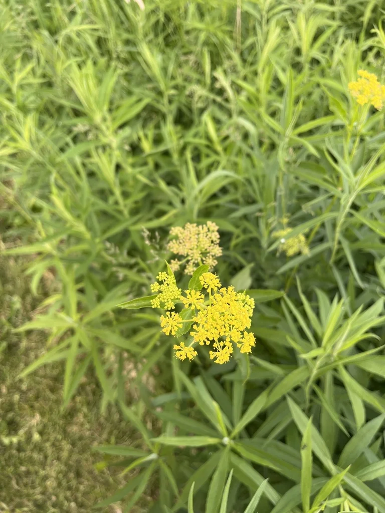 Zizia Aurea