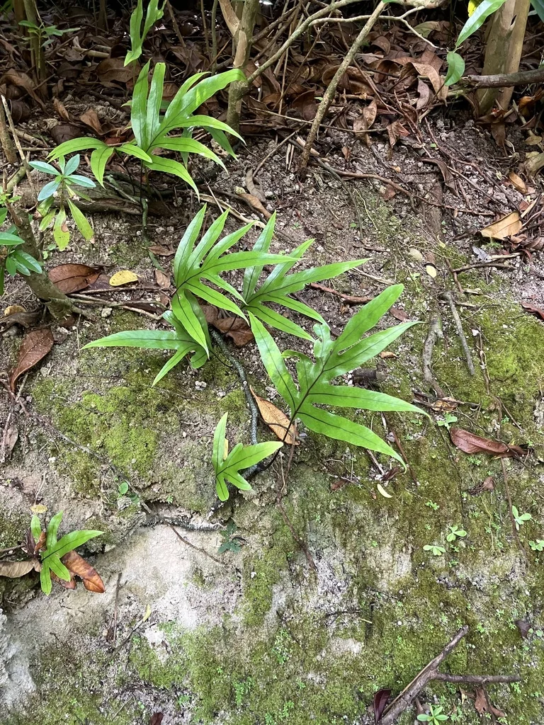 Polypodium Scolopendria