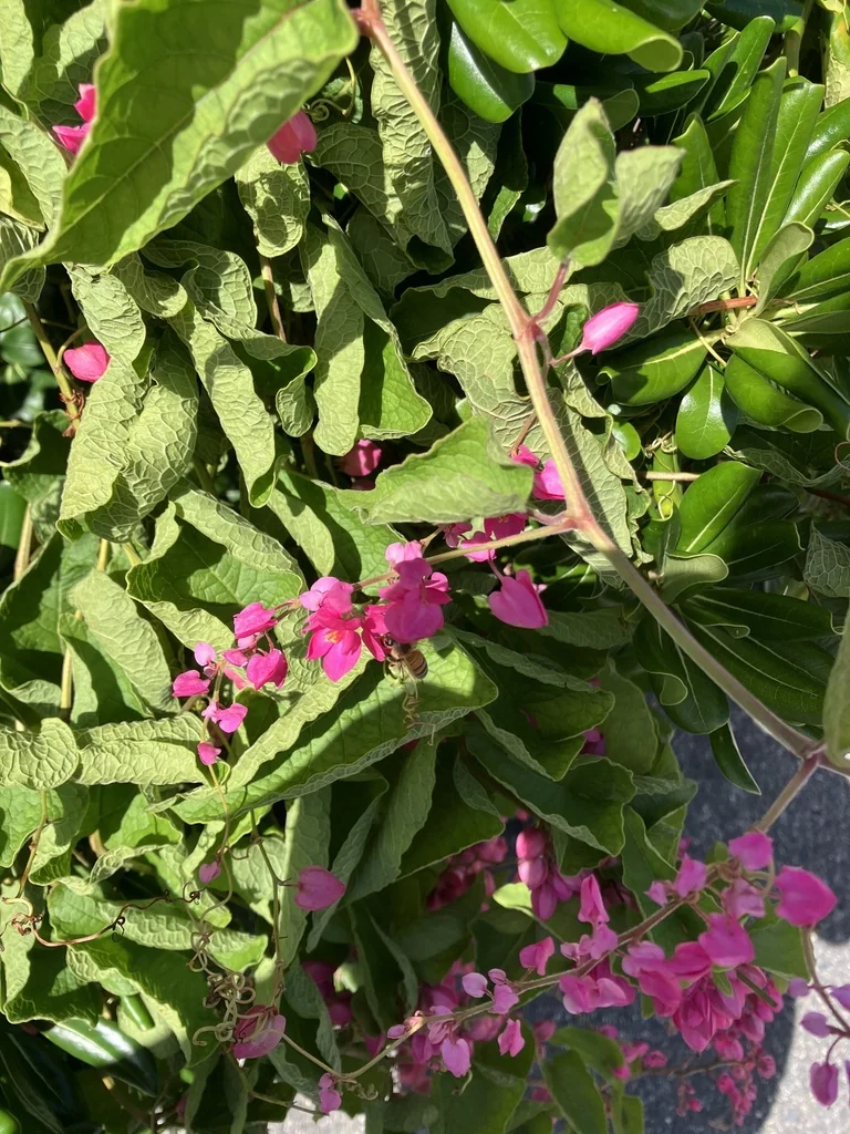 Antigonon Leptopus