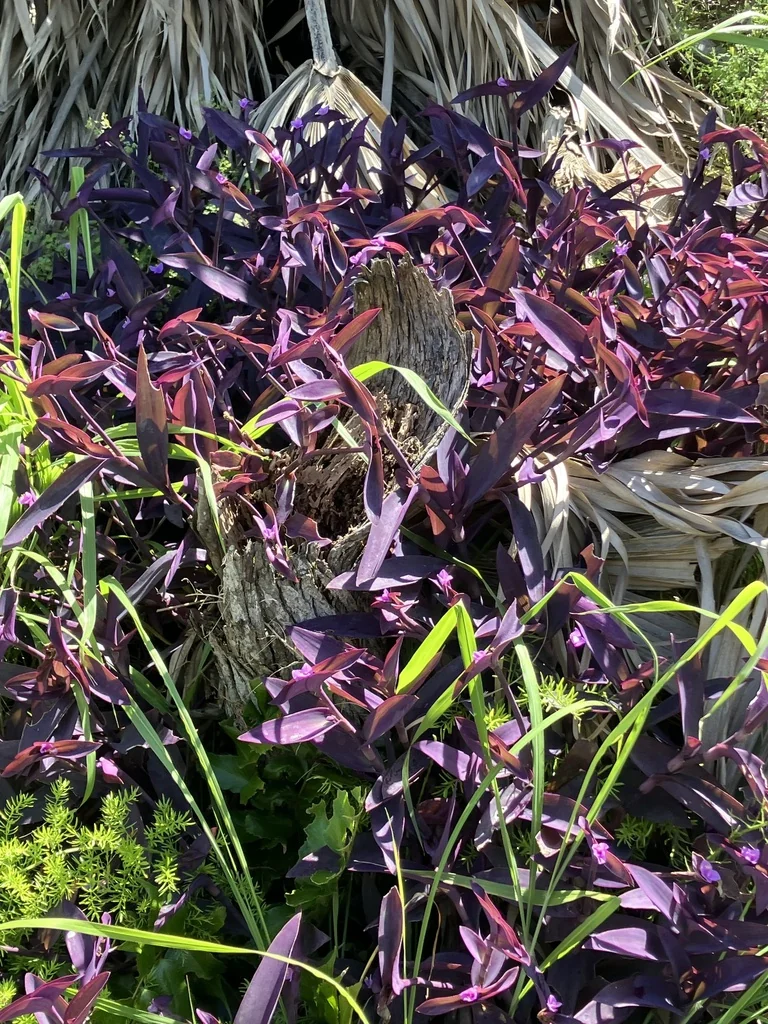 Tradescantia pallida