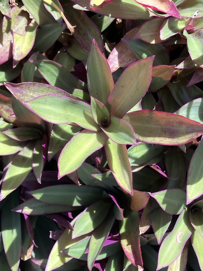 Tradescantia Spathacea