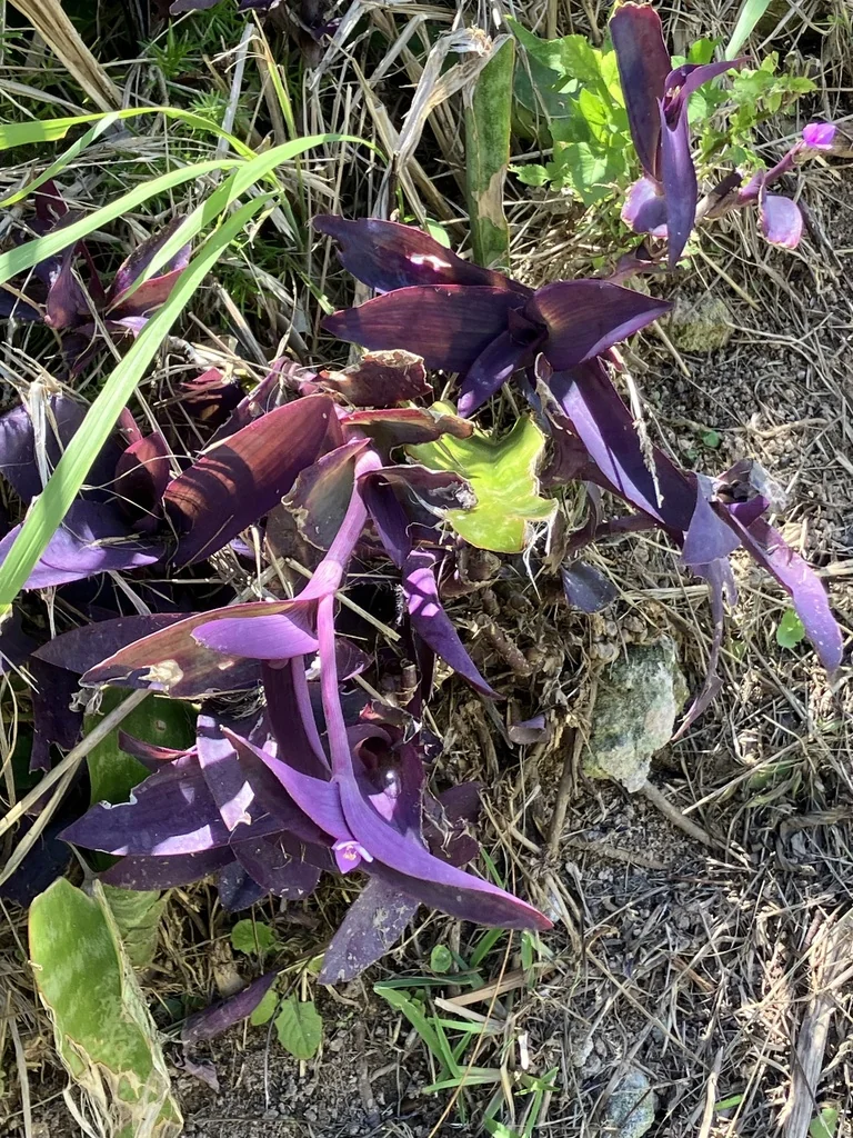 Tradescantia pallida