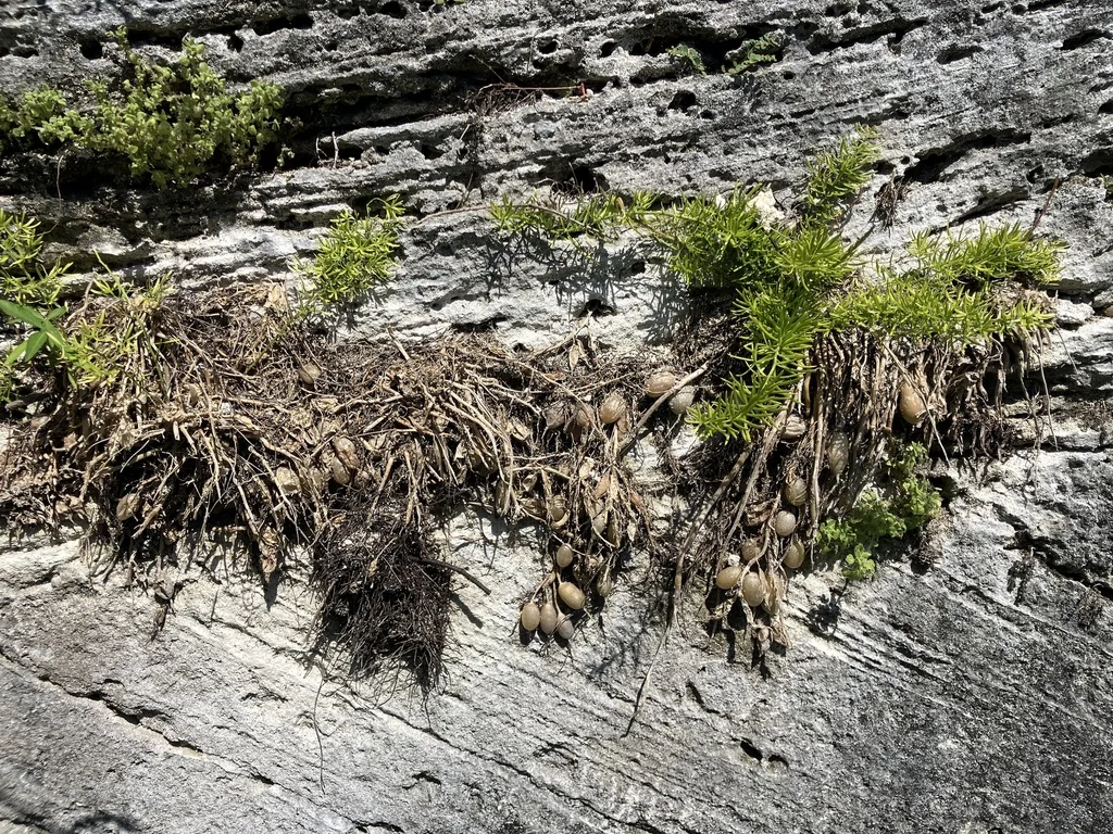 Asparagus densiflorus