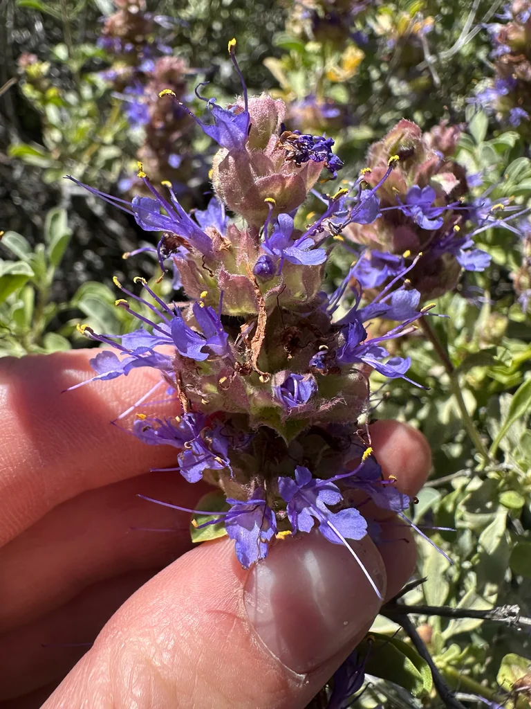 Salvia dorrii
