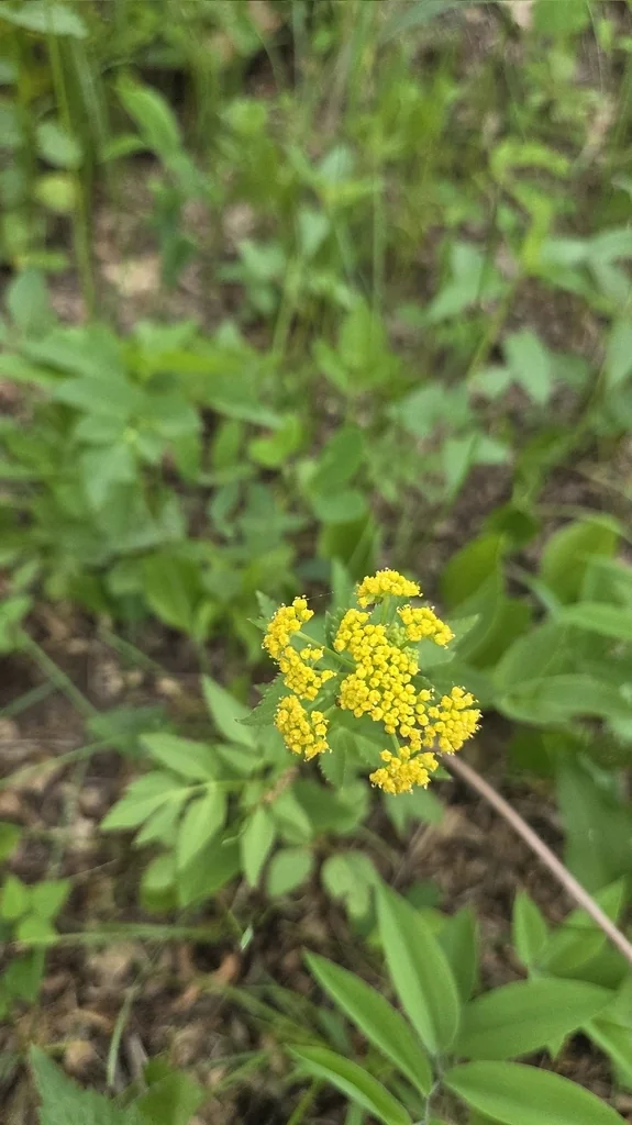 Zizia Aurea