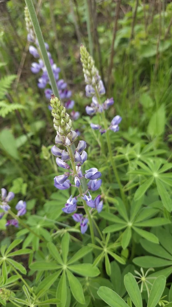 Lupinus Perennis