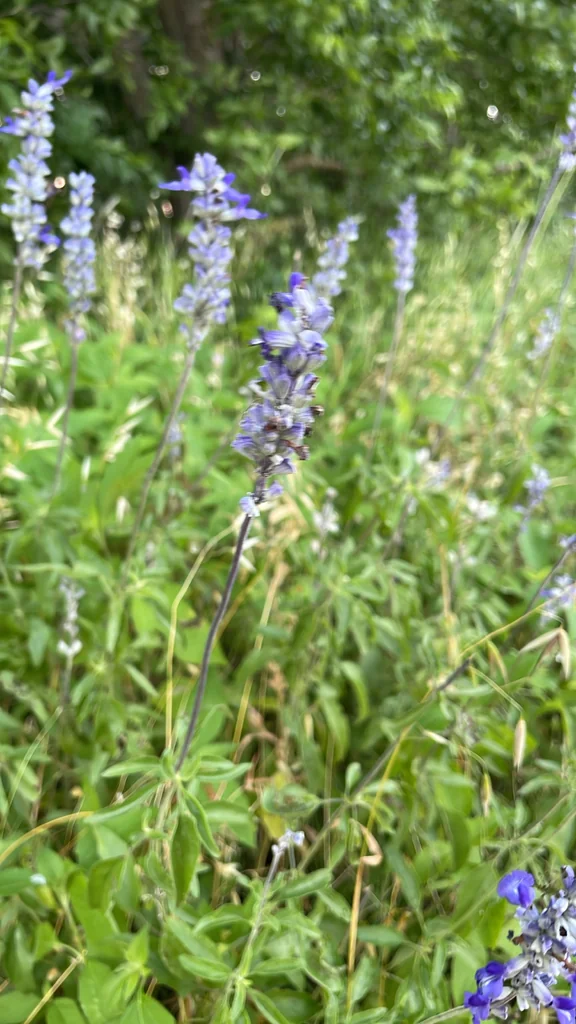 Salvia farinacea