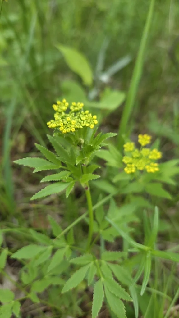 Zizia Aurea