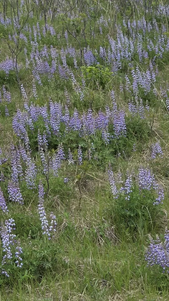 Lupinus Perennis