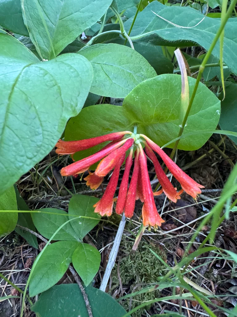 Lonicera Ciliosa