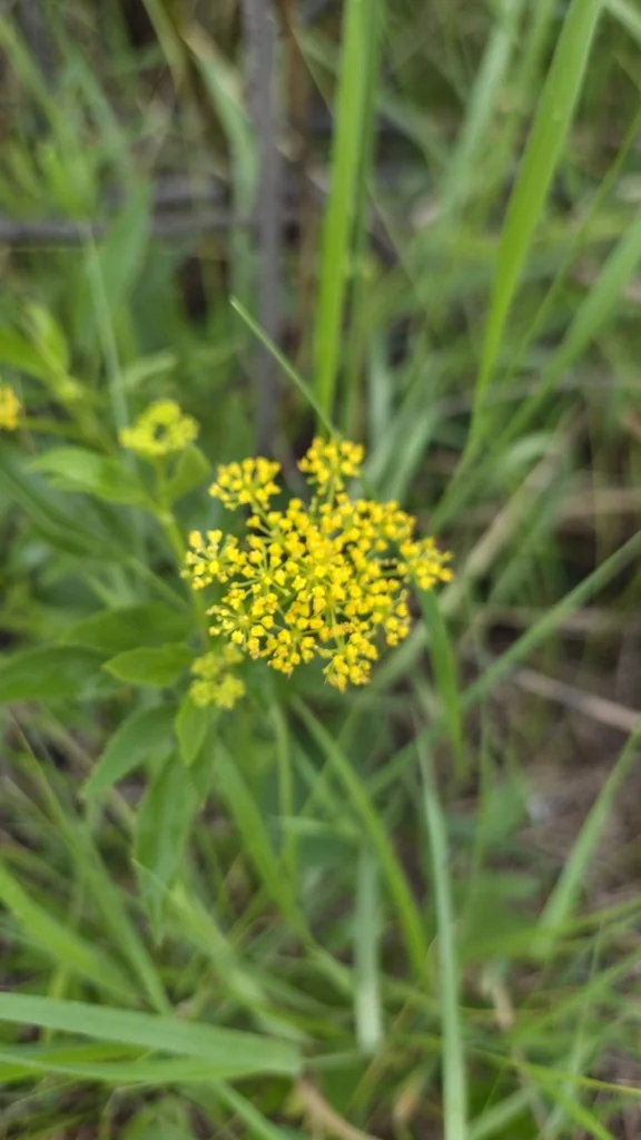 Zizia Aurea