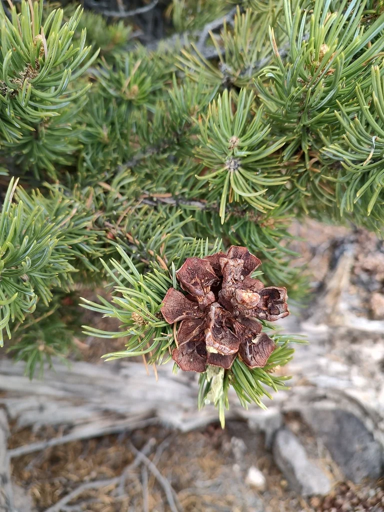 Pinus Edulis